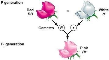 Which inheritance pattern results when parents with pure traits are crossed and the-example-1