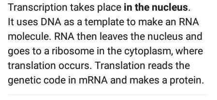 Where does DNA transcription take place? A. In the nucleus B. In the cytoplasm C. In-example-2