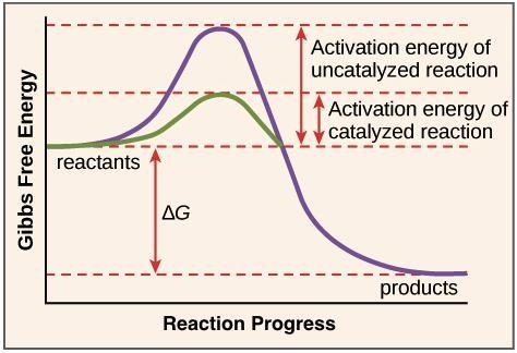 Catalysts act like a lock and a key and they are consumed in chemical reactions.-example-1