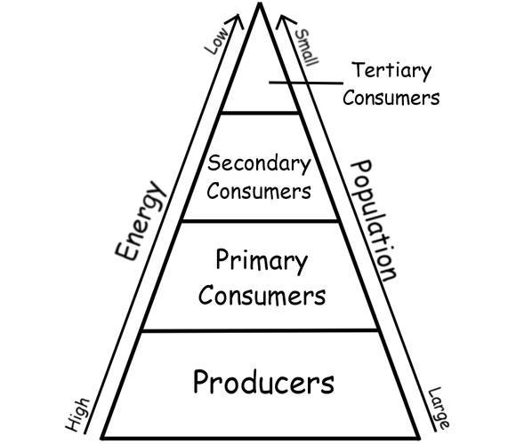 A bottom-up cascade is when there is a change to the top level of the energy pyramid-example-1