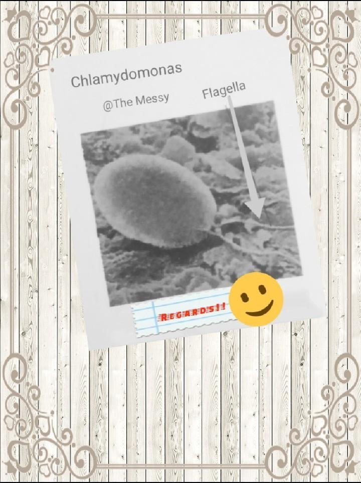 What is Chlamydomonas?​-example-1