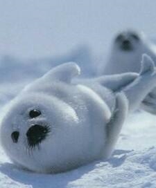 A seal is a mammal. How can it survive in the cold polar seas when a human can die-example-1