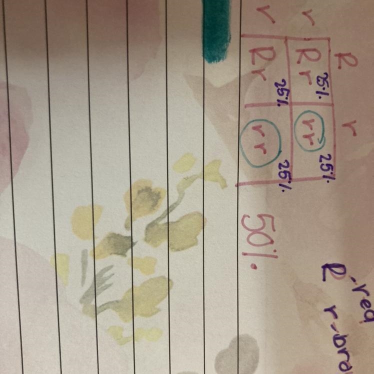 In fruit flies, red eye color (R) is dominant over brown eye color (r). What percentage-example-1