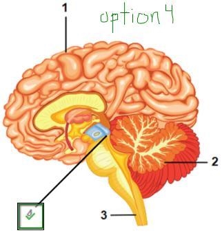 Select the correct number that matches the correct structure. An injury to which region-example-1