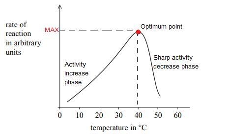 protein is broken into its smaller units by a protease enzyme. the graph shows how-example-1