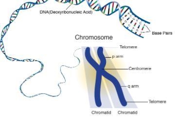 What are chromosomes ? explain​-example-1