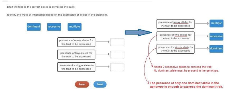 Drag the titles to the correct boxes to complete the pairs Identify the types of inhertiance-example-1