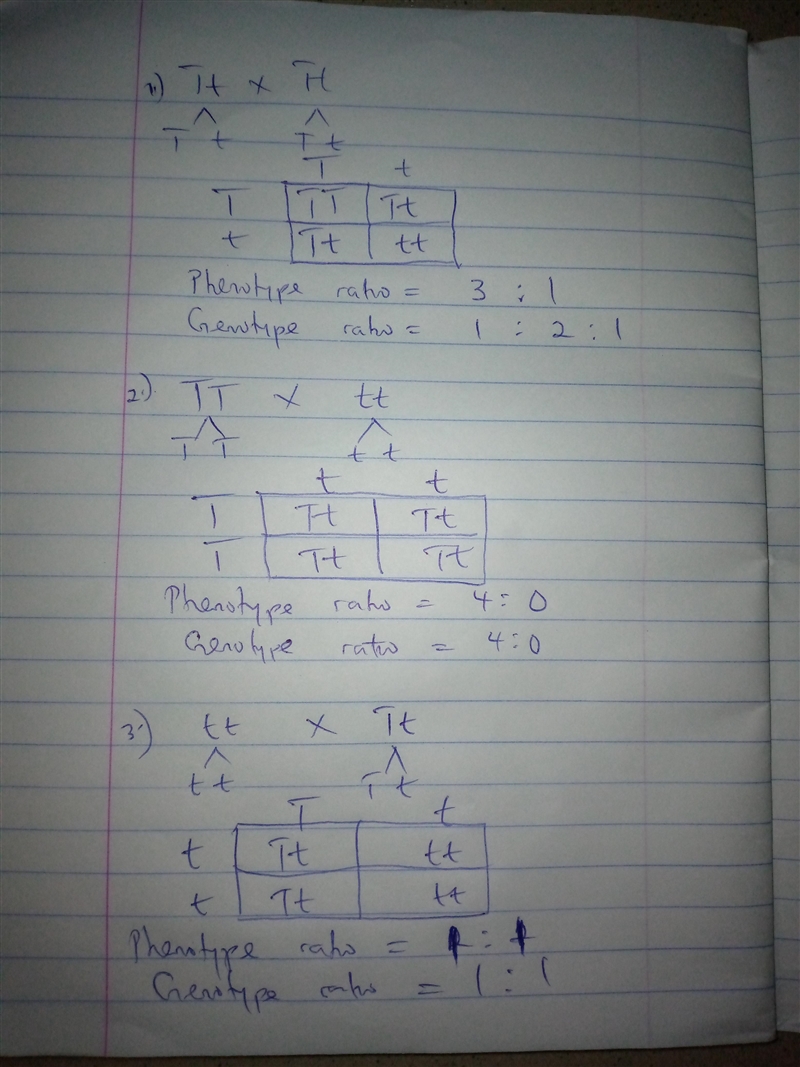 Someone please help me with Punnett square-example-1