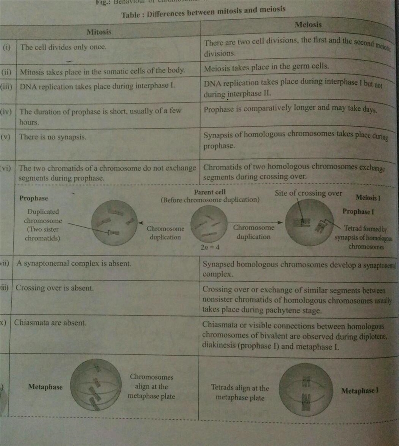 The difference between mitosis and meiosis​-example-1