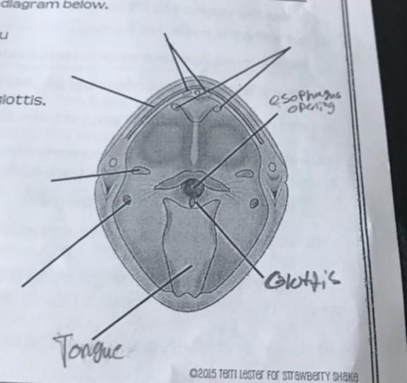 Can you name all the parts of this frogs mouth?-example-1