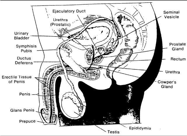 What is male duct system ???​-example-1