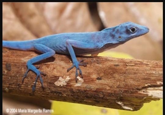 Is there an advantage for the different anole species being able to occupy different-example-1