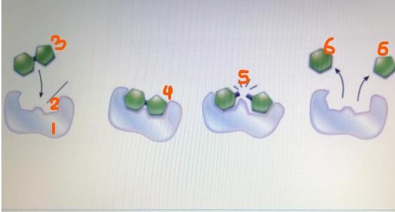 Label the image: Word Bank: Enzyme, Active Site, Substrate, Induced Fit, Reaction-example-1