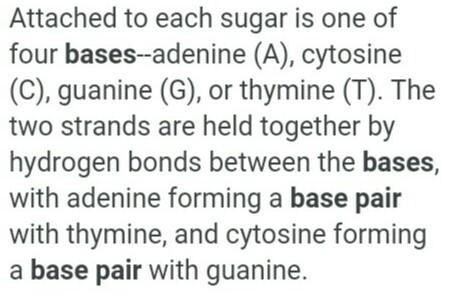 How do the nitrogen bases pair together in DNA?-example-1