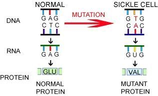 Which statement explains why the structure of sickle cells differs from normal red-example-1