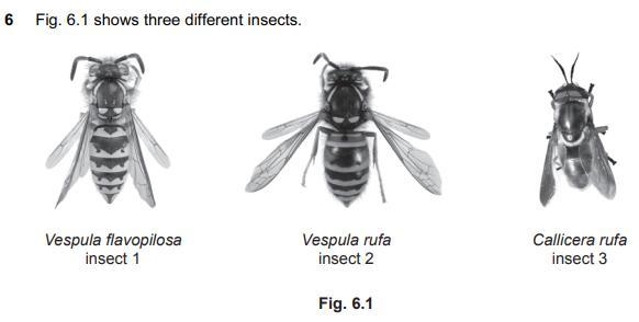 Insect 1 : Vespula flavopilosa Insect 2: Vespula rufa Insect 3: Callicera rufa (a-example-1