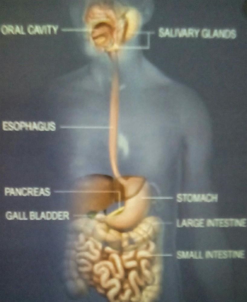 Anyone wanna help me with the structures of the digestive system ?-example-1