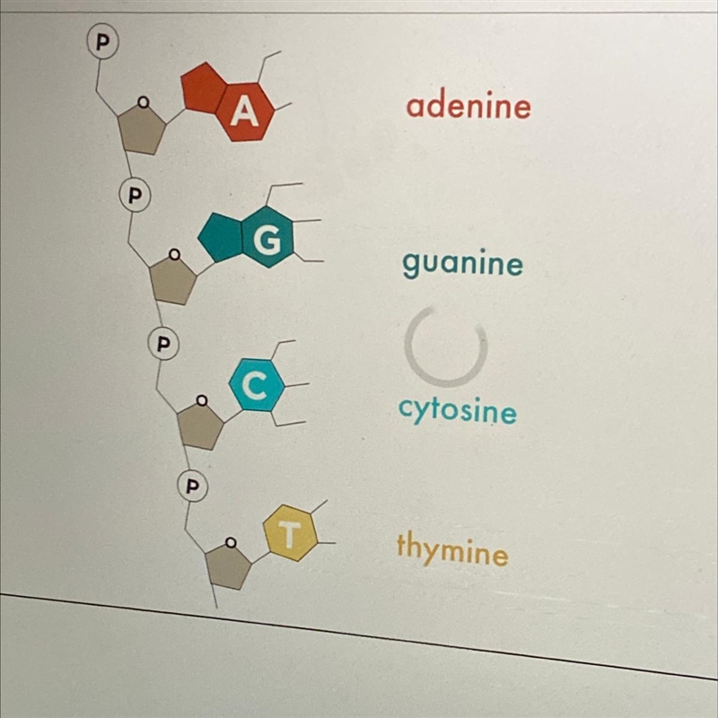 Which of the following is NOT a base found in DNA? A. Thymine B. Guanine C. Adenine-example-1