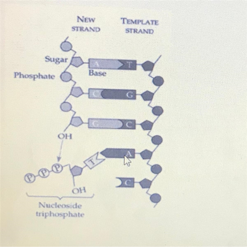 Using the diagram below, determine which molecule in the DNA structure attaches directly-example-1