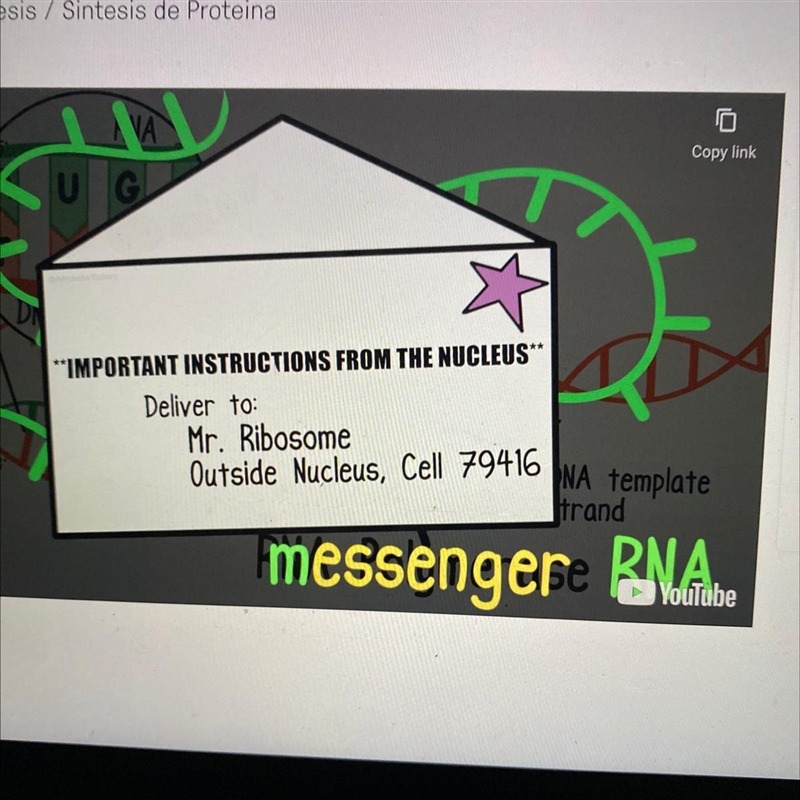 Which type of RNA is transcribed from DNA to carry a message? A. rRNA B. tRNA C. mRNA-example-1