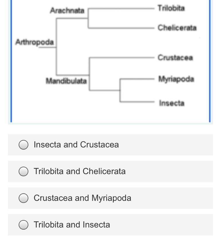 Which organisms are the most related to each other evolutionarily?-example-1