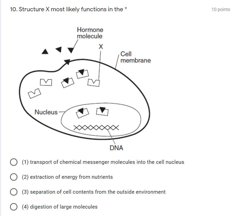 Structure X most likely functions in the-example-1