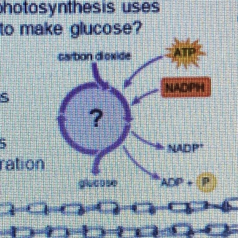 What stage of photosynthesis uses carbon dioxide to make glucose? A. Light reactions-example-1