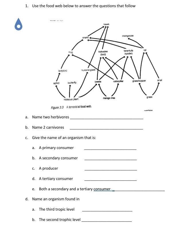 Food Web please help​-example-1