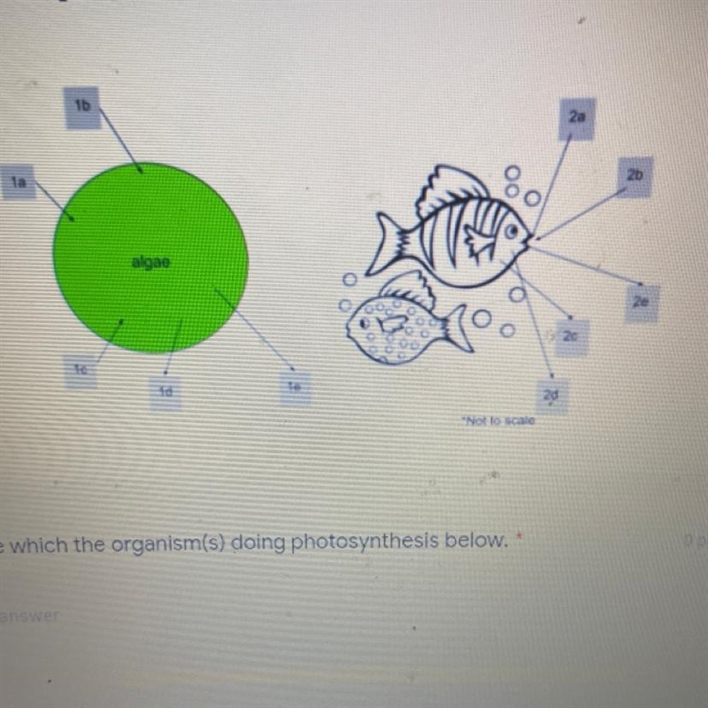 Name which the organism(s) doing photosynthesis below.-example-1