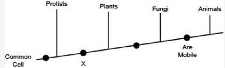 The following diagram shows the branching tree for four kingdoms and some of their-example-1