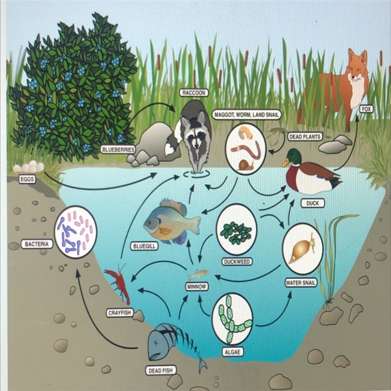 Identify one food chain in this food web.-example-1