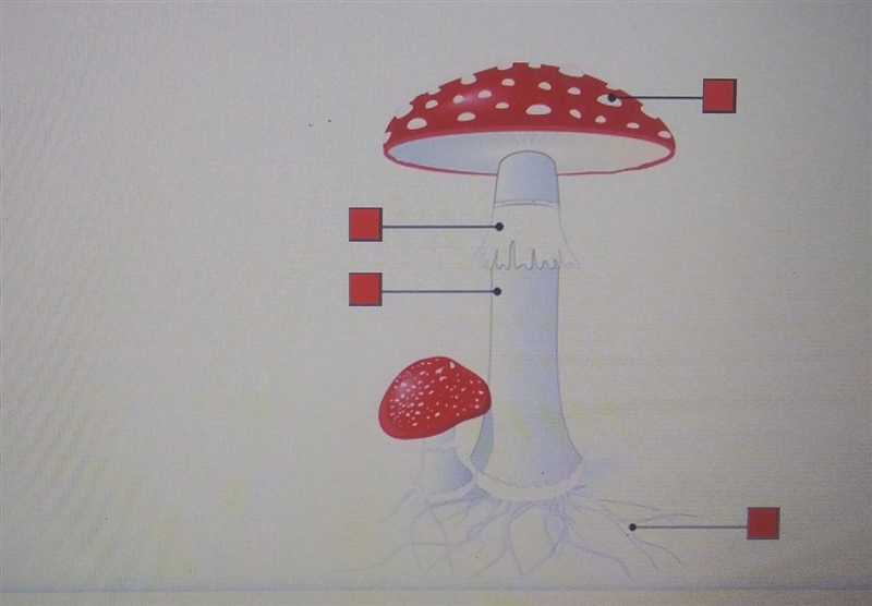 Select the correct location on the image. Which structure fuses to form a diploid-example-1