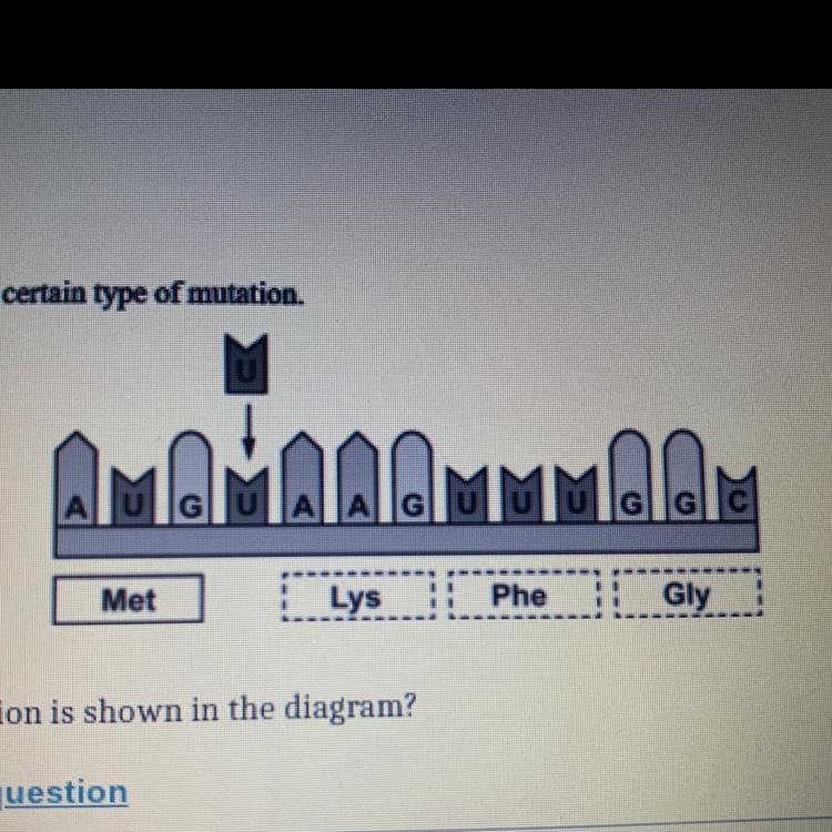 The diagram shows a certain type of mutation. What type of mutation is shown in the-example-1