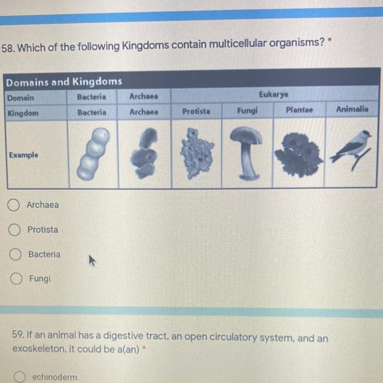 58. Which of the following Kingdoms contain multicellular organisms? *-example-1