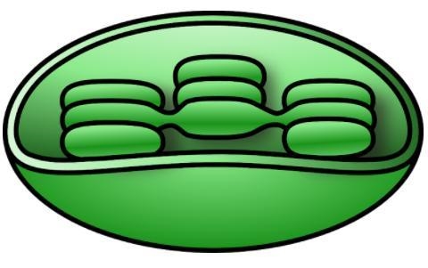 Label this plant cell organelle.-example-1