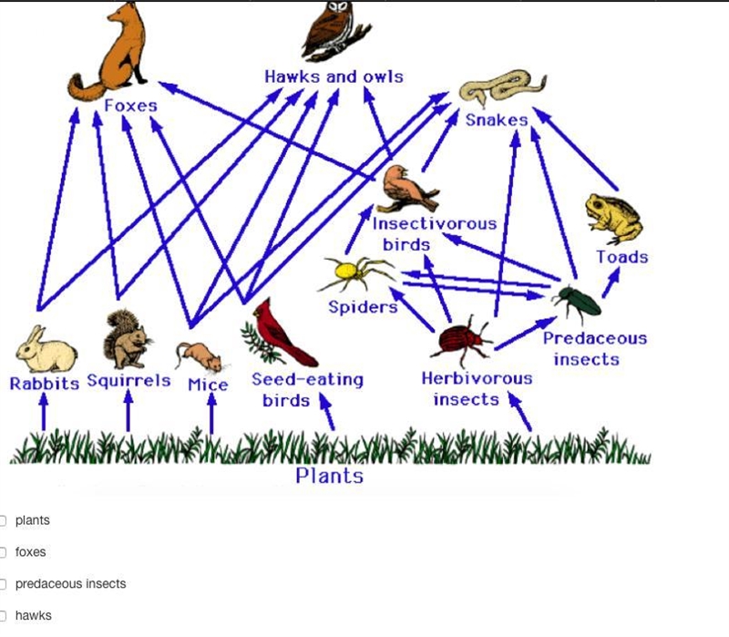 Based on this diagram, which of the following organisms would be directly affected-example-1