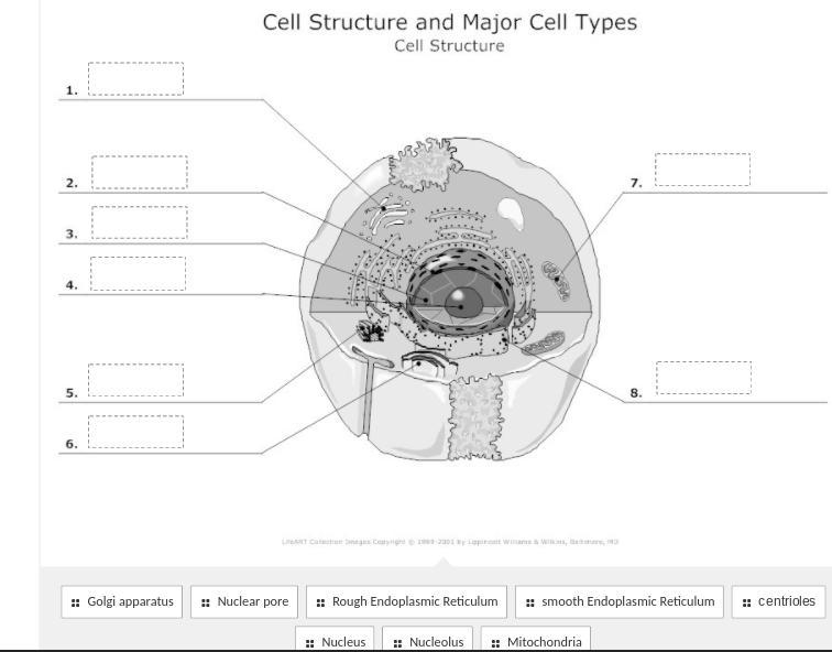 Cell structure and major cell types-example-1