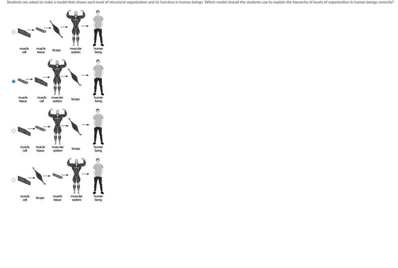 PLEASE I NEED HELP!! Students are asked to make a model that shows each level of structural-example-1