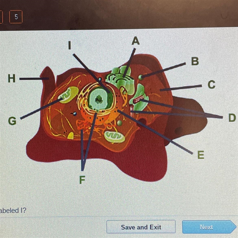 Which organelle is labeled I ?-example-1