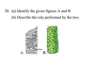 (a) Identify the given figures A and B (b) Describe the role performed by the two-example-1