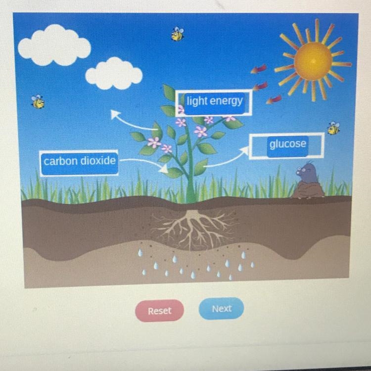 Drag each label to the correct location on the image. Identify these elements of photosynthesis-example-1