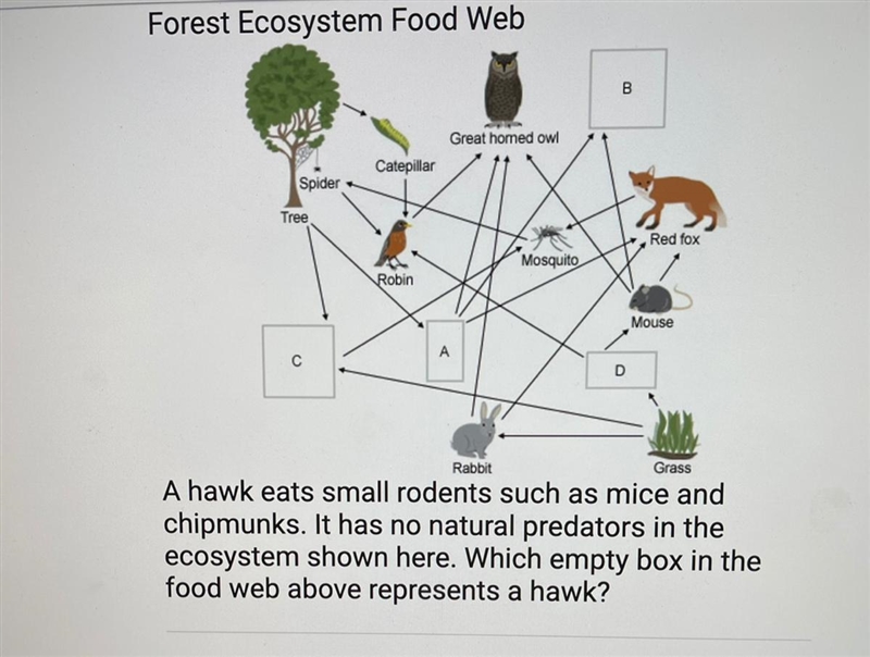 A hawk eats small rodents such as mice and chipmunks. It has no natural predators-example-1