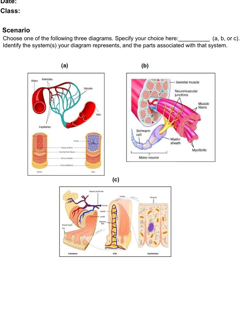 Choose one of the following three diagrams. Specify your choice here:__________ (a-example-1