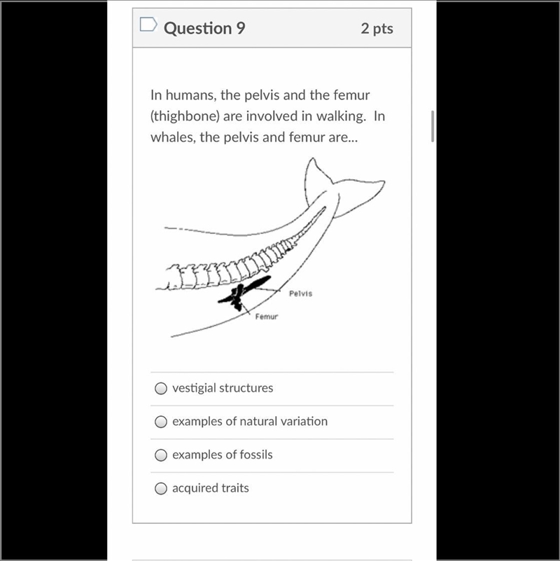 In humans, the pelvis and the femur (thighbone) are involved in walking. In whales-example-1