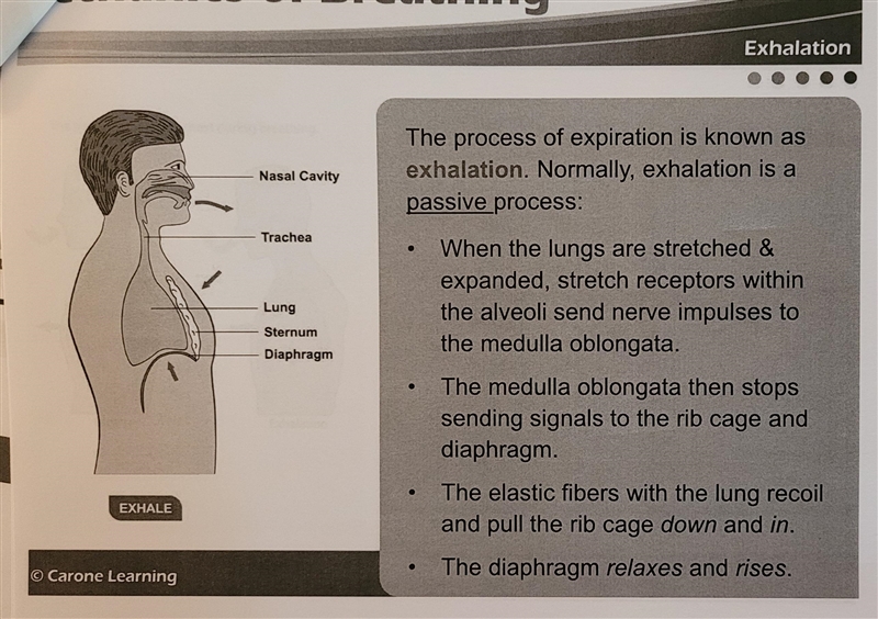 True or False: Exhalation is a passive process.-example-3