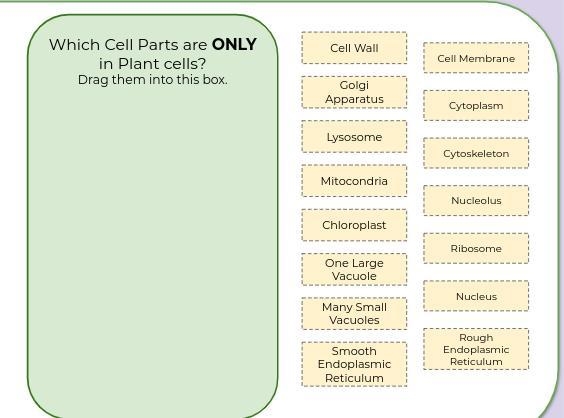 Which Cell Parts are ONLY in Plant cells?-example-1