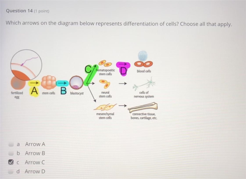 NEED HELP ASAP!! Which arrows on the diagram below represents differentiation of cells-example-1