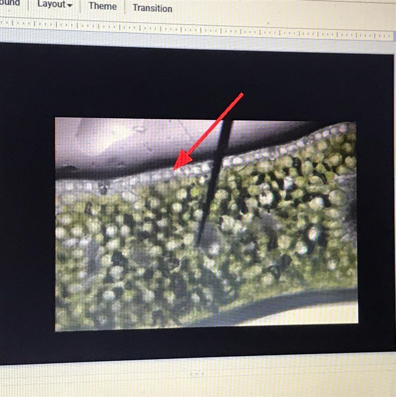 What is this plant tissue?-example-1