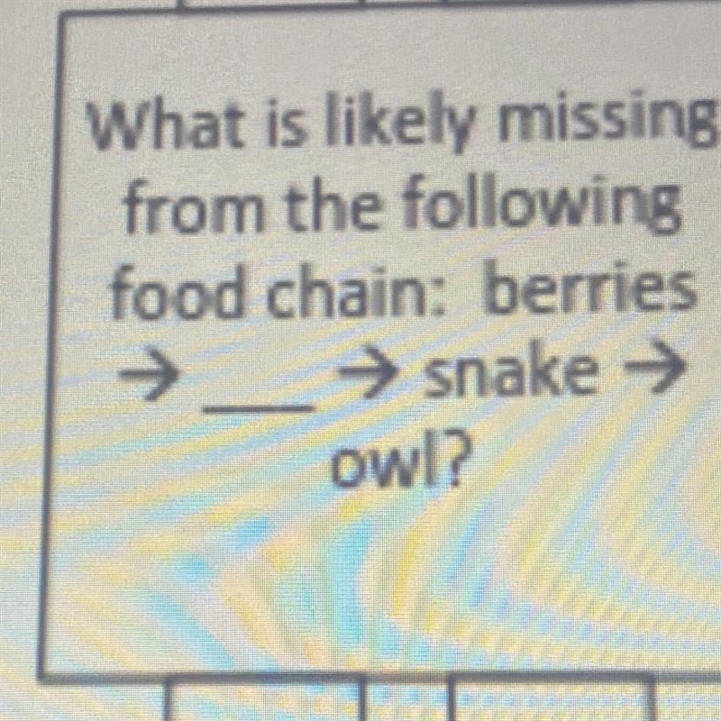 What is likely missing from the following food chain: berries→ snake → owl? A. Bear-example-1