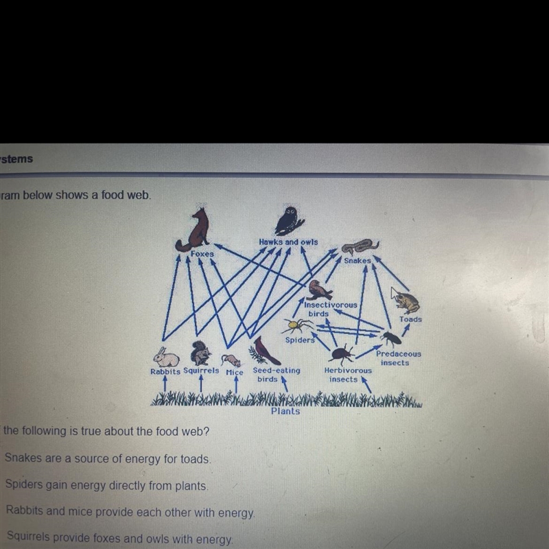 Plants Which of the following is true about the food web? A)Snakes are a source of-example-1